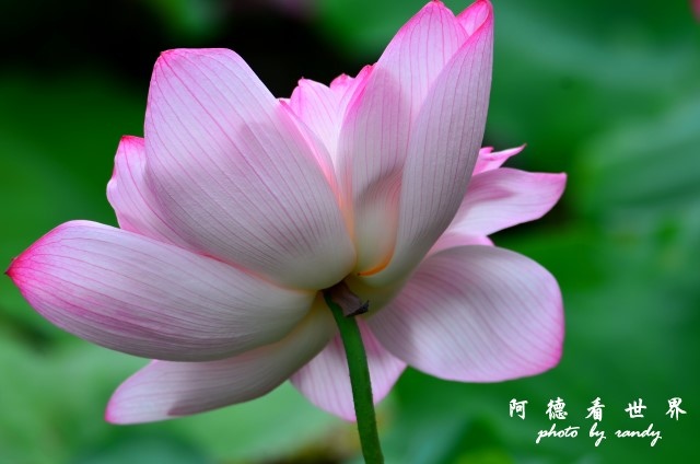 金山清水濕地0620D7000 034.JPG 金山清水濕地0620D7000 034.JPG