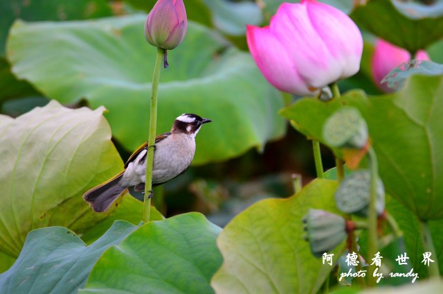 金山清水濕地0620D7000 036.JPG 金山清水濕地0620D7000 036.JPG