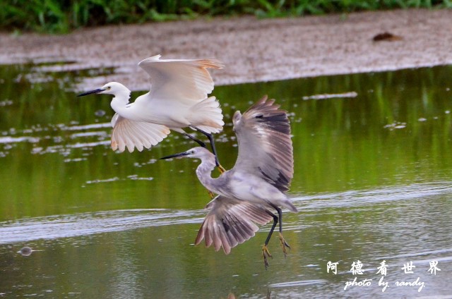 金山清水濕地0620D7000 041.JPG 金山清水濕地0620D7000 041.JPG