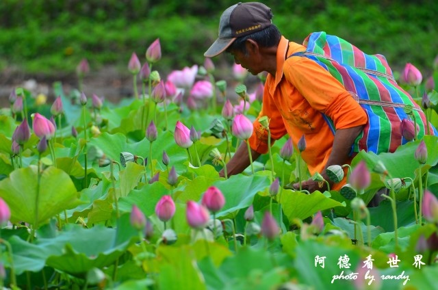 金山清水濕地0620D7000 032.JPG 金山清水濕地0620D7000 032.JPG