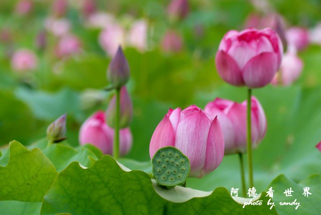 金山荷花 049.JPG 金山荷花 049.JPG