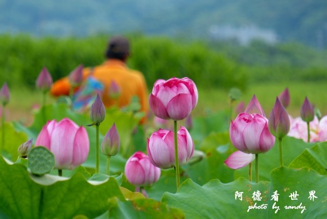 金山荷花 039.JPG 金山荷花 039.JPG