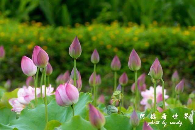 金山荷花 055.JPG 金山荷花 055.JPG