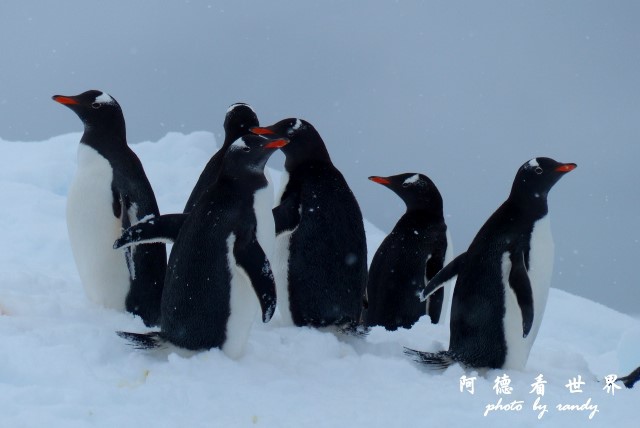 南極4FZ (243).JPG 南極4FZ (243).JPG