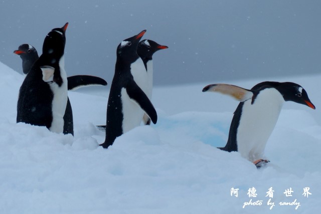 南極4FZ (248).JPG 南極4FZ (248).JPG