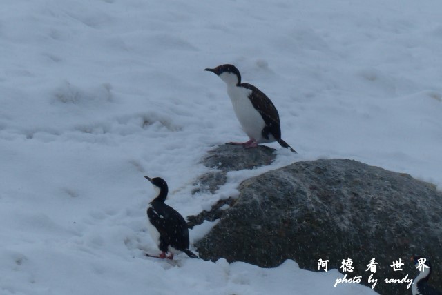 南極4FZ (295).JPG 南極4FZ (295).JPG