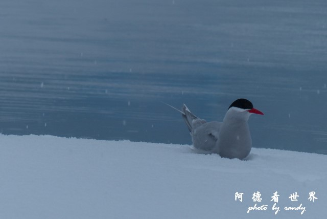 南極4FZ (313).JPG 南極4FZ (313).JPG