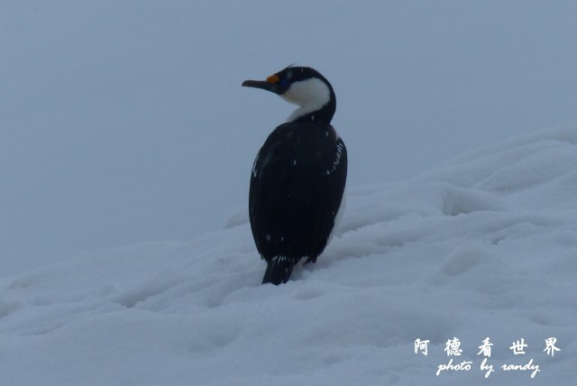 南極4FZ (303).JPG 南極4FZ (303).JPG