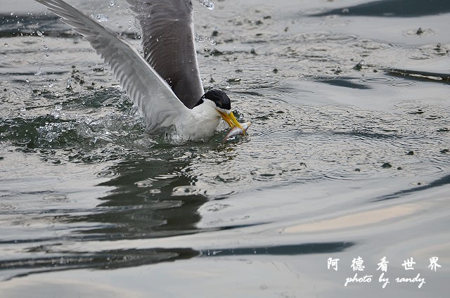 大溪漁港0625D7000 081.JPG 大溪漁港0625D7000 081.JPG