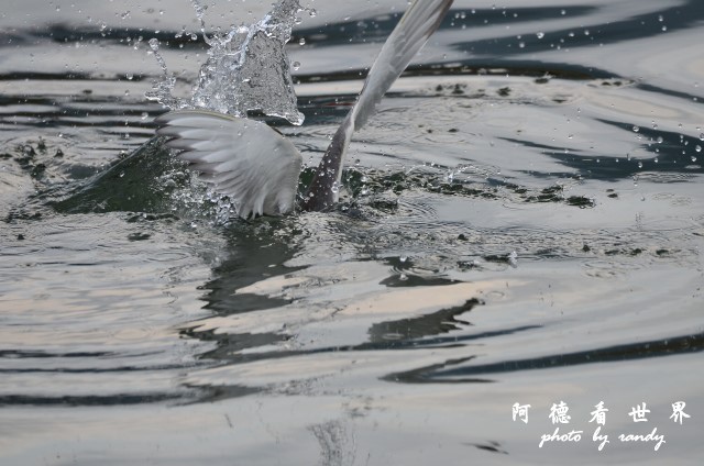 大溪漁港0625D7000 080.JPG 大溪漁港0625D7000 080.JPG