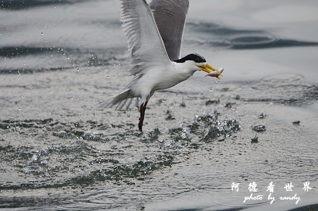 大溪漁港0625D7000 083.JPG 大溪漁港0625D7000 083.JPG