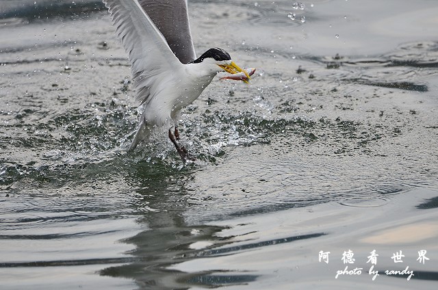 大溪漁港0625D7000 082.JPG 大溪漁港0625D7000 082.JPG