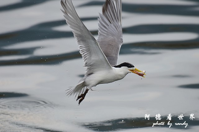 大溪漁港0625D7000 085.JPG 大溪漁港0625D7000 085.JPG