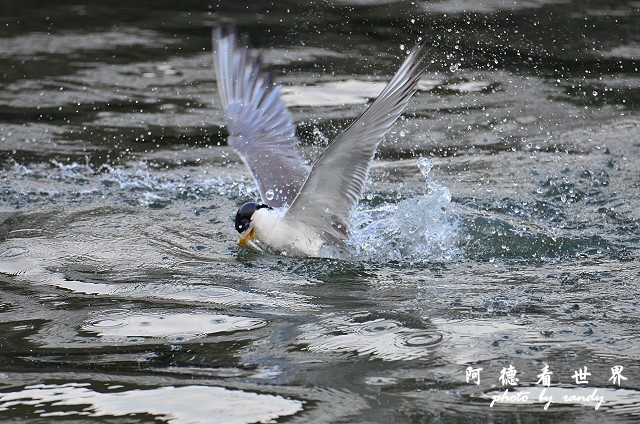 大溪漁港0625D7000 095.JPG 大溪漁港0625D7000 095.JPG