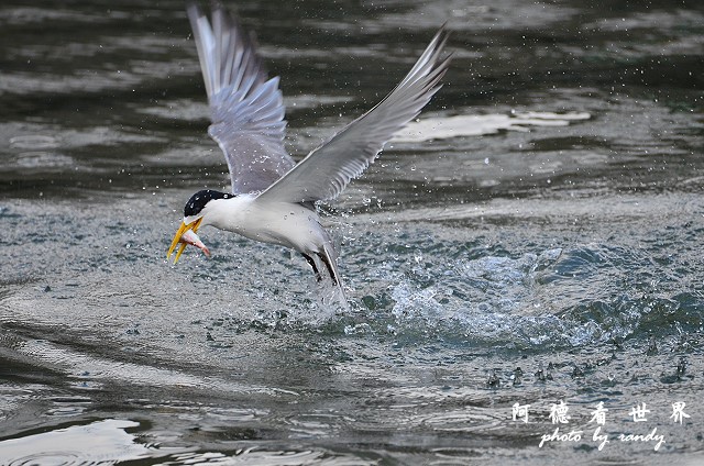 大溪漁港0625D7000 096.JPG 大溪漁港0625D7000 096.JPG