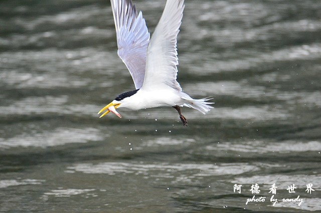 大溪漁港0625D7000 097.JPG 大溪漁港0625D7000 097.JPG