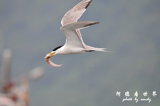 大溪漁港0626D7000 076.JPG 大溪漁港0626D7000 076.JPG