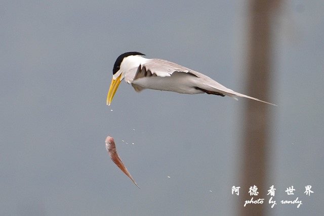 大溪漁港0626D7000 078.JPG 大溪漁港0626D7000 078.JPG