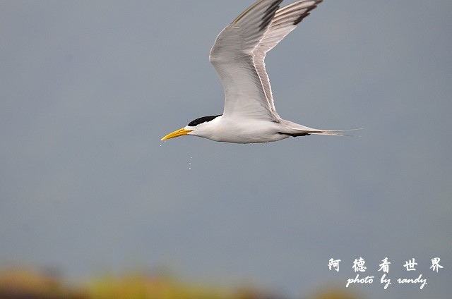 大溪漁港0626D7000 079.JPG 大溪漁港0626D7000 079.JPG