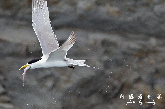 大溪漁港0626D7000 110.JPG 大溪漁港0626D7000 110.JPG