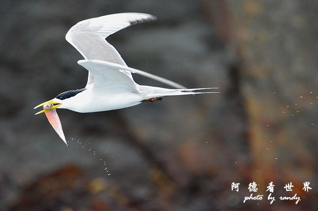 大溪漁港0626D7000 109.JPG 大溪漁港0626D7000 109.JPG