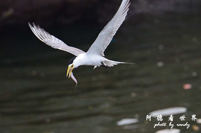 大溪漁港0626D7000 140.JPG 大溪漁港0626D7000 140.JPG