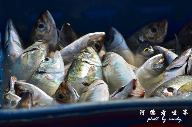 大溪漁港0630D7000 047.JPG 大溪漁港0630D7000 047.JPG