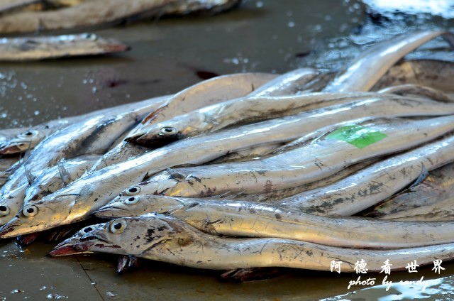 大溪漁港0630D7000 051.JPG 大溪漁港0630D7000 051.JPG