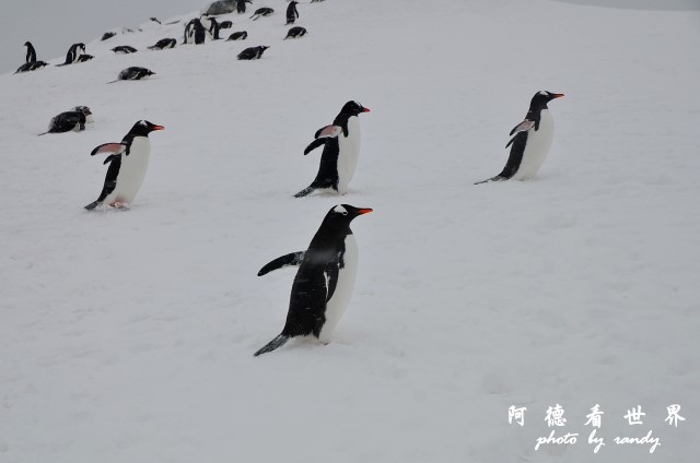 南極5D7 070.JPG 南極5D7 070.JPG