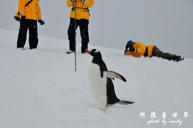 南極5D7 085.JPG 南極5D7 085.JPG