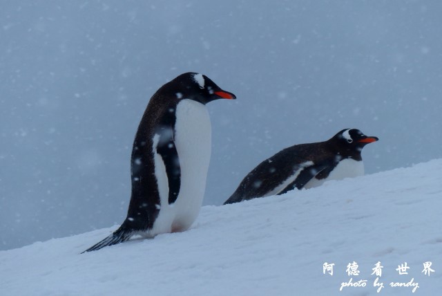 南極5FZ (76).JPG 南極5FZ (76).JPG