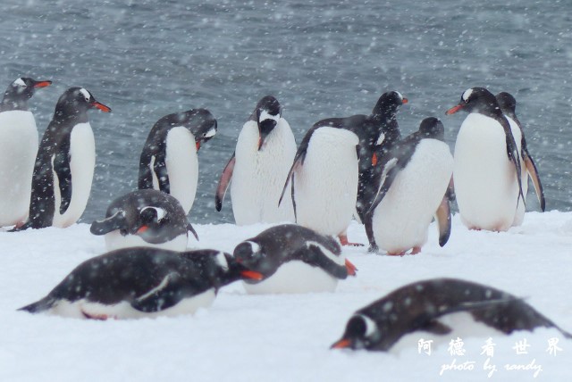 南極5FZ (7).JPG 南極5FZ (7).JPG