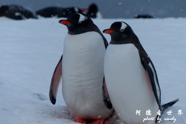 南極5FZ (112).JPG 南極5FZ (112).JPG