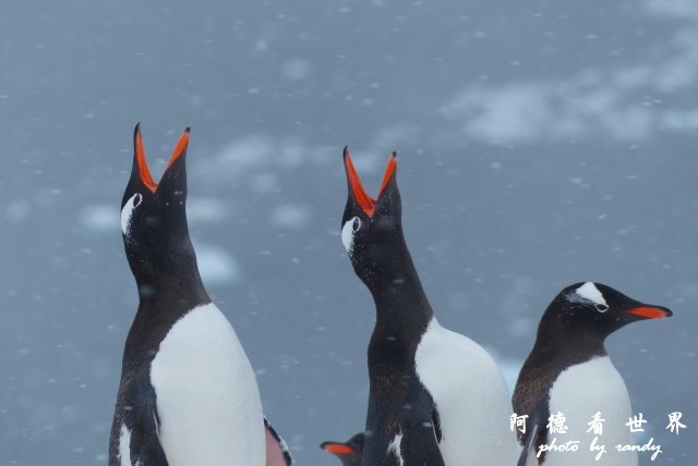 南極5FZ (121).JPG 南極5FZ (121).JPG