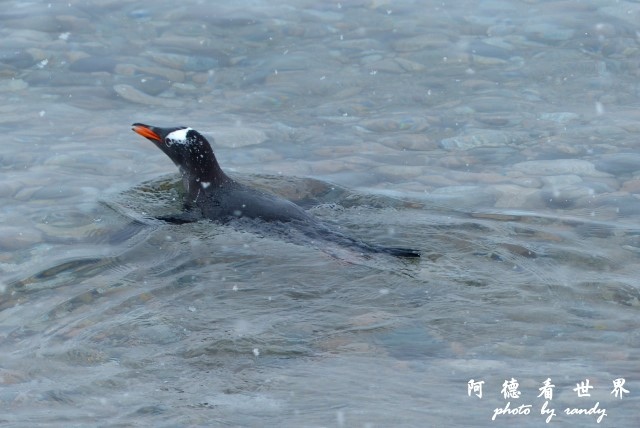 南極5FZ (218).JPG 南極5FZ (218).JPG