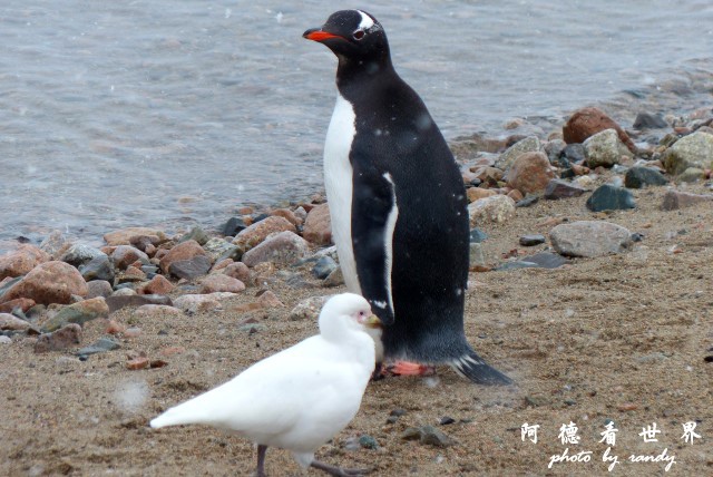 南極5FZ (220).JPG 南極5FZ (220).JPG