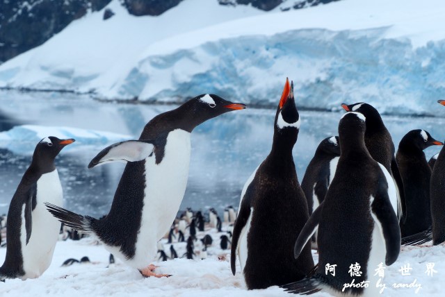 南極5FZ (521).JPG 南極5FZ (521).JPG