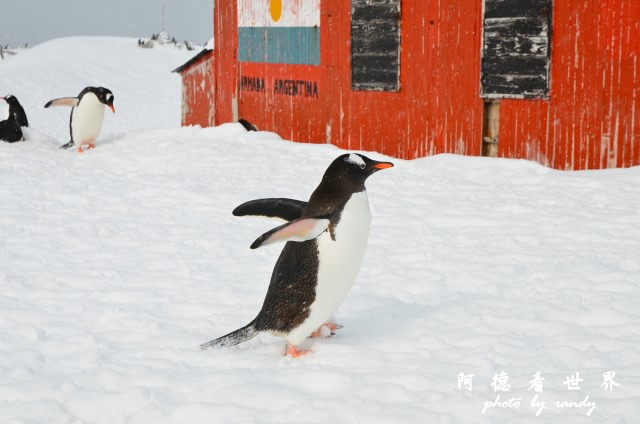 南極6D7 008.JPG 南極6D7 008.JPG