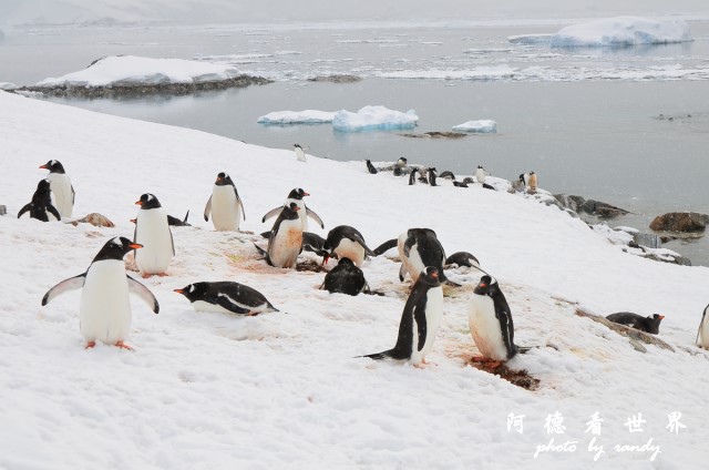 南極6D7 077.JPG 南極6D7 077.JPG