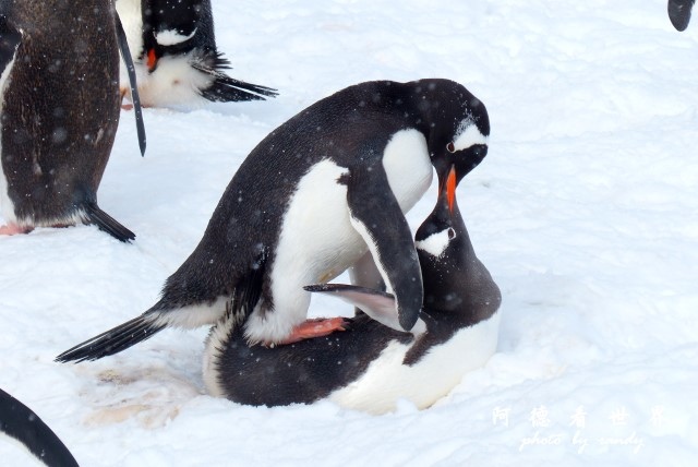 南極6FZ (15).JPG 南極6FZ (15).JPG