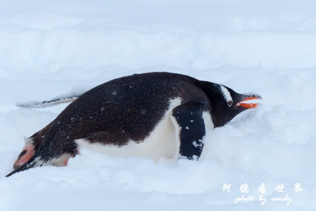 南極6FZ (30).JPG 南極6FZ (30).JPG