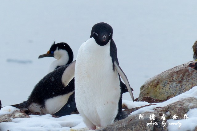 南極6FZ (56).JPG 南極6FZ (56).JPG