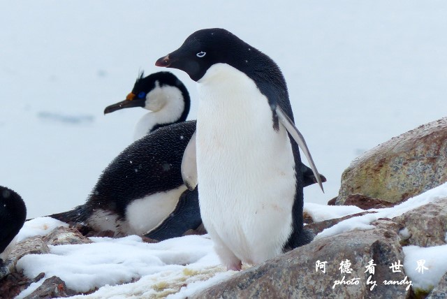 南極6FZ (57).JPG 南極6FZ (57).JPG