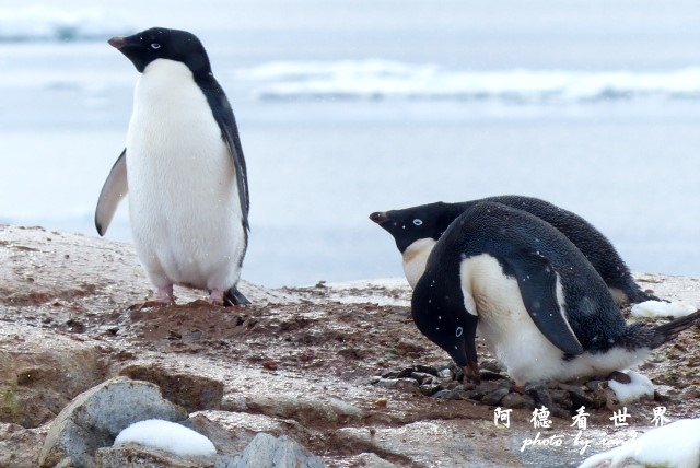 南極6FZ (65).JPG 南極6FZ (65).JPG