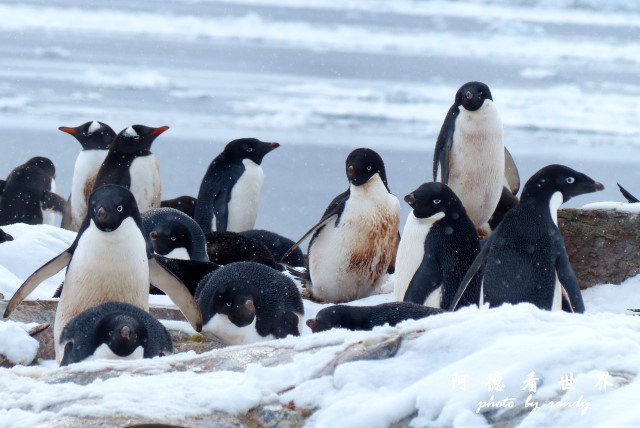 南極6FZ (69).JPG 南極6FZ (69).JPG