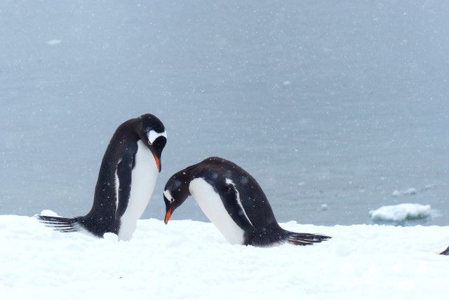 南極6FZ (94).JPG 南極6FZ (94).JPG