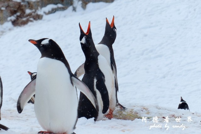 南極6FZ (98).JPG 南極6FZ (98).JPG