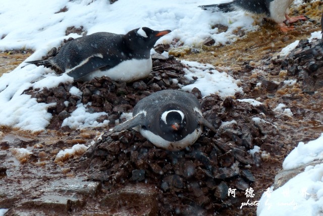 南極6FZ (117).JPG 南極6FZ (117).JPG