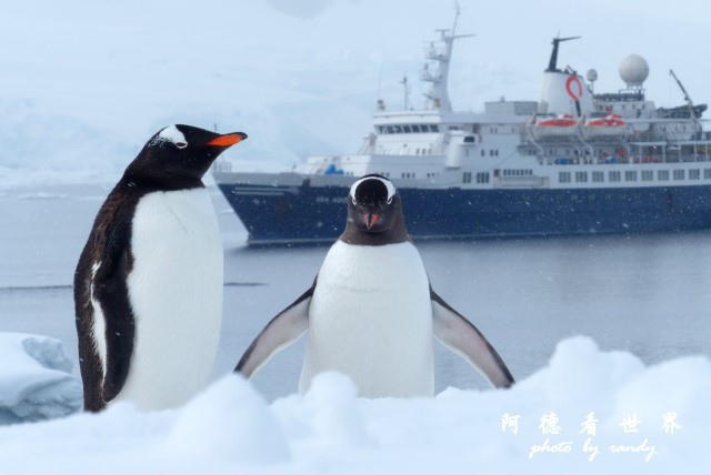 南極6FZ (143).JPG 南極6FZ (143).JPG