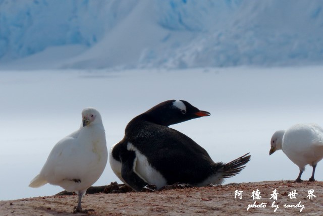 南極7FZ (138).JPG 南極7FZ (138).JPG